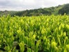 日本茶 お茶 煎茶 茶葉 東山強火造り 200g ×3袋セット